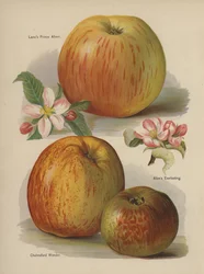 Lanes Prince Albert, Allens Everlasting, Chelmsford Wonder